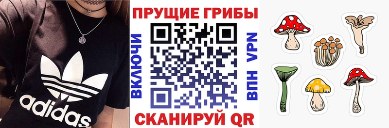 shop наркотические препараты  Красный Кут  Галлюциногенные грибы Psilocybine cubensis 